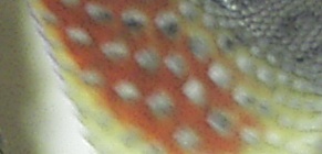 angehngtes Bild