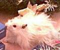 angehngtes Bild