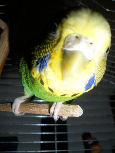 angehngtes Bild
