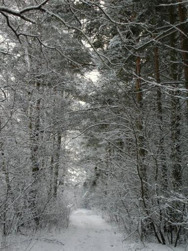 angehngtes Bild