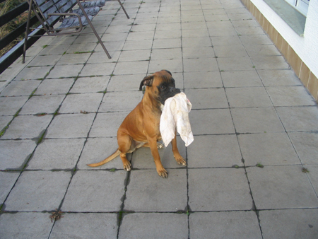 angehngtes Bild