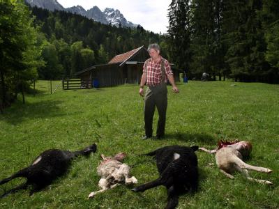 angehngtes Bild