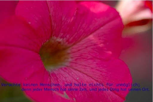 angehngtes Bild